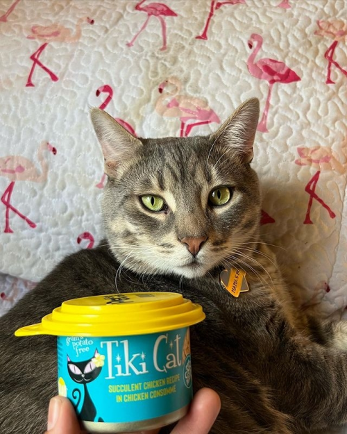 从三文鱼到鸭肉 Tiki Cat如何利用优质原料重定义猫粮？