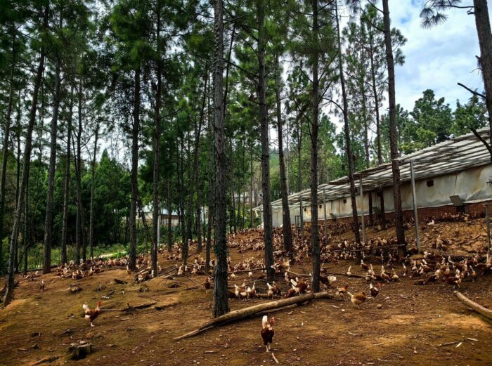 202511181508291016890366-1